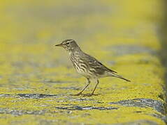 European Rock Pipit