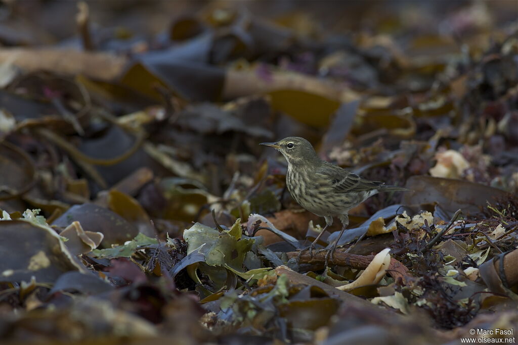 Pipit maritimeadulte, identification, Comportement