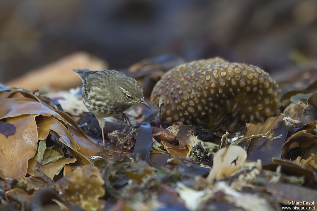 Eurasian Rock Pipit, identification, feeding habits