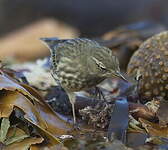 Pipit maritime
