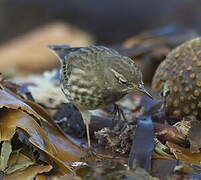 Eurasian Rock Pipit