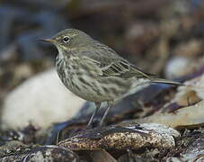 European Rock Pipit