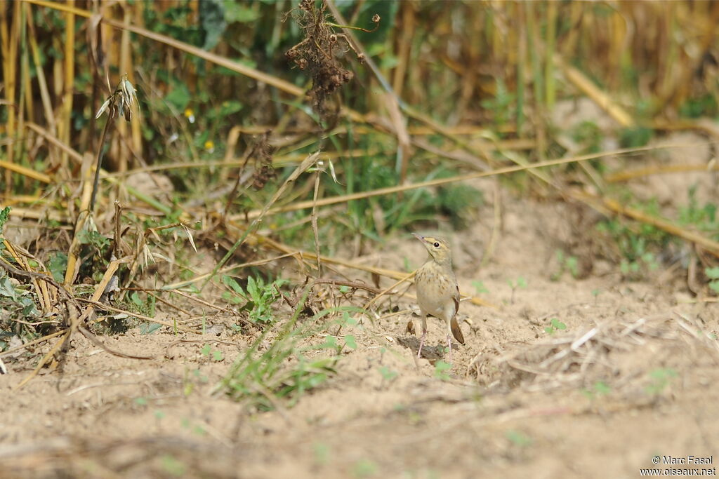 Pipit rousselineadulte internuptial, identification