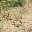 Pipit rousseline