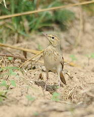 Pipit rousseline