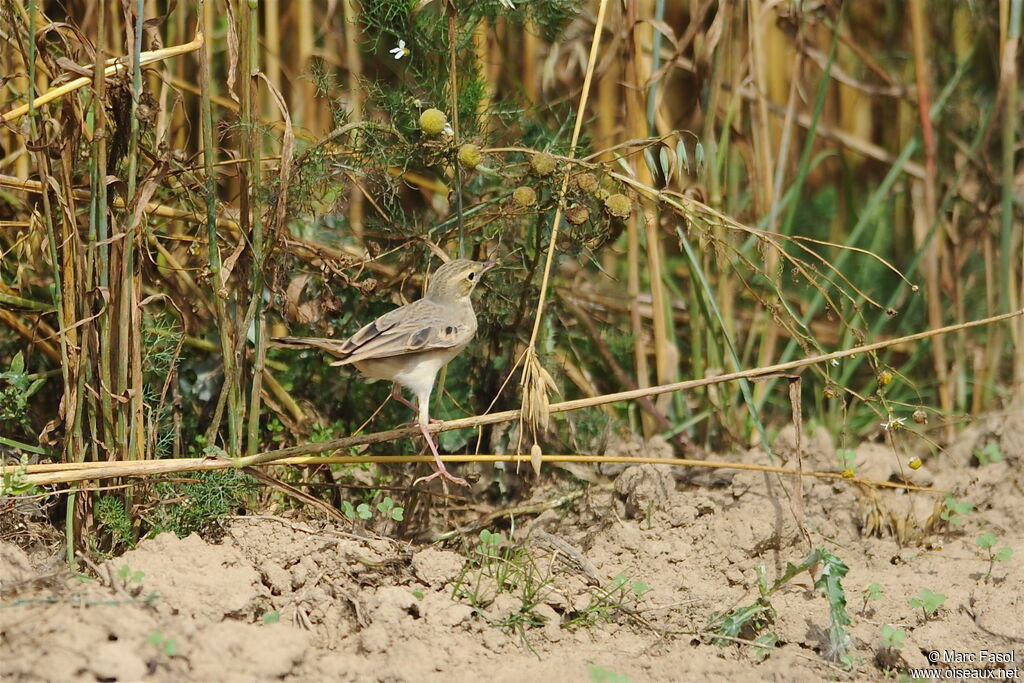 Pipit rousselineadulte internuptial, identification, régime, Comportement