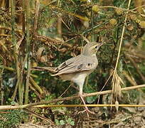 Tawny Pipit