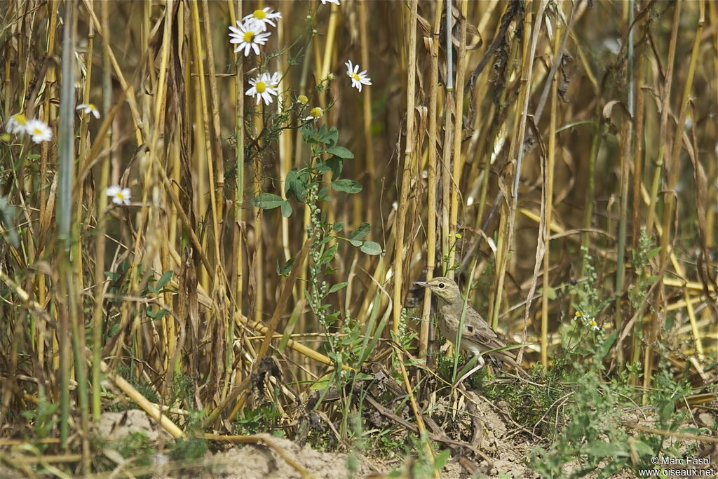 Pipit rousselineadulte internuptial, identification, Comportement