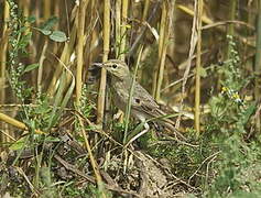 Tawny Pipit