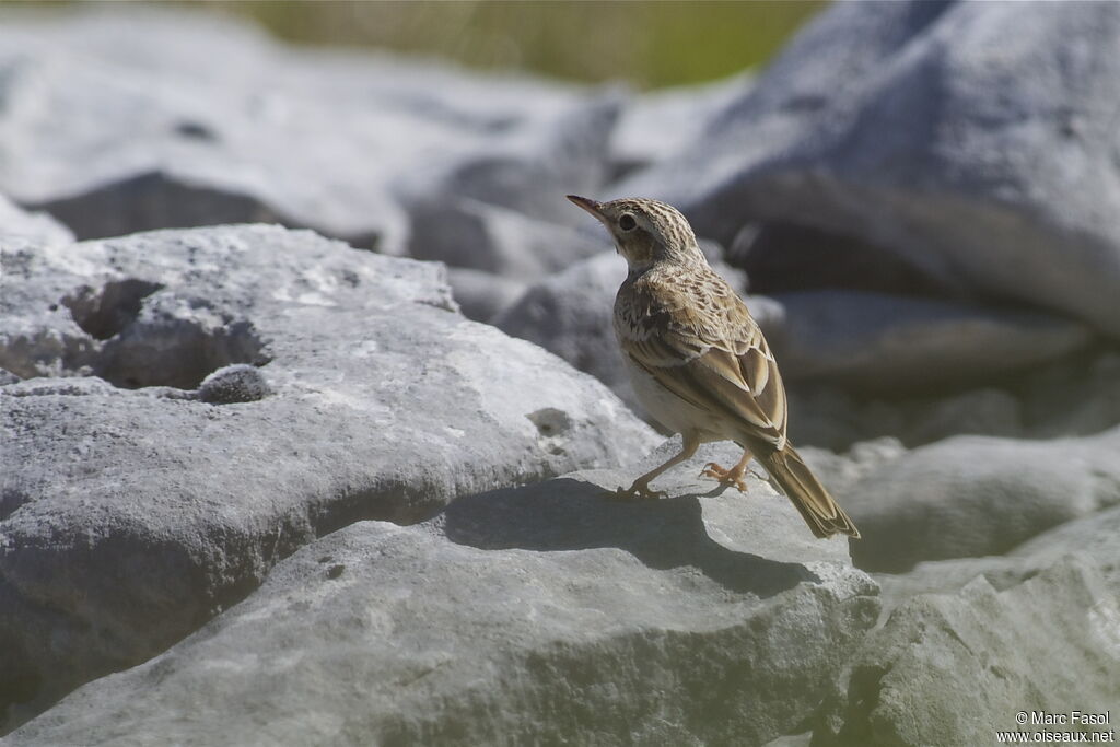 Pipit rousselinejuvénile, identification