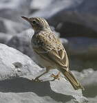 Pipit rousseline