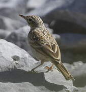 Tawny Pipit