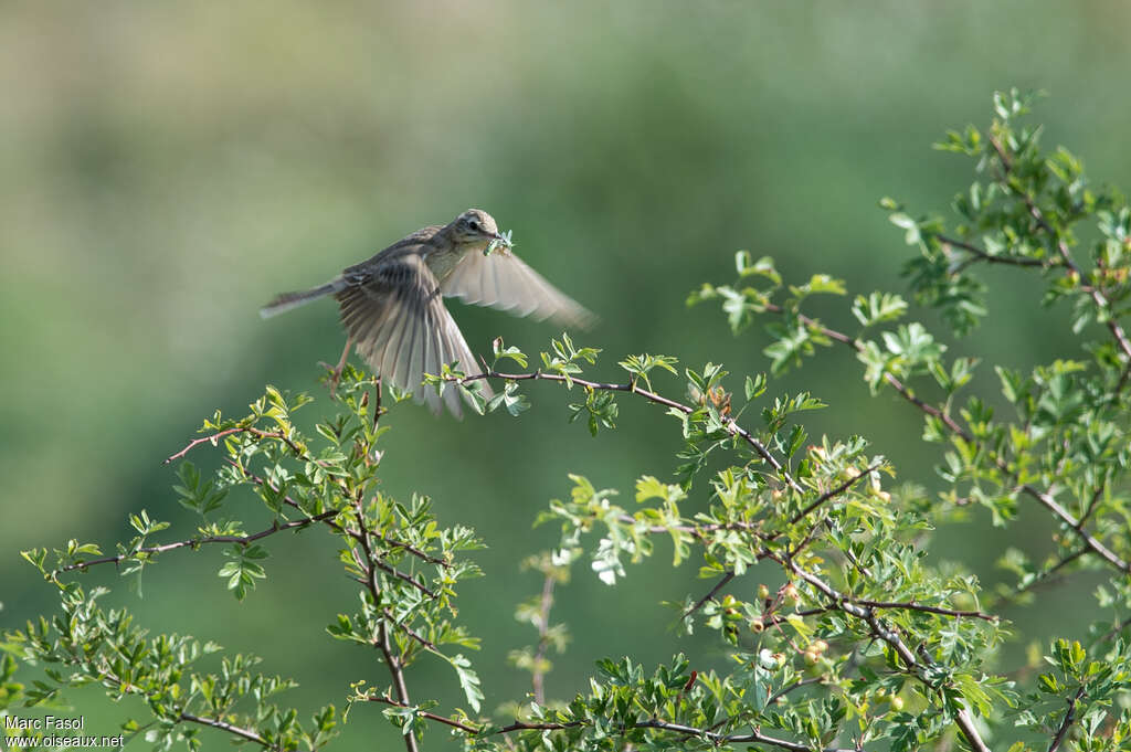 Pipit rousselineadulte, Vol, Nidification