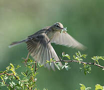 Pipit rousseline