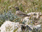 Pipit rousseline