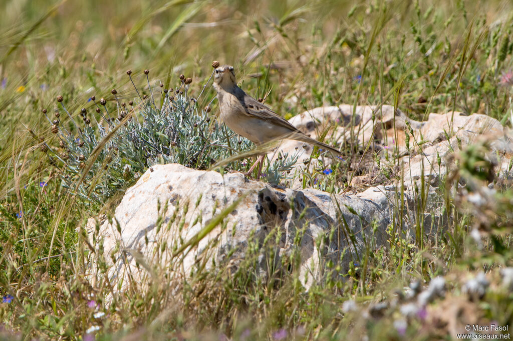 Pipit rousseline