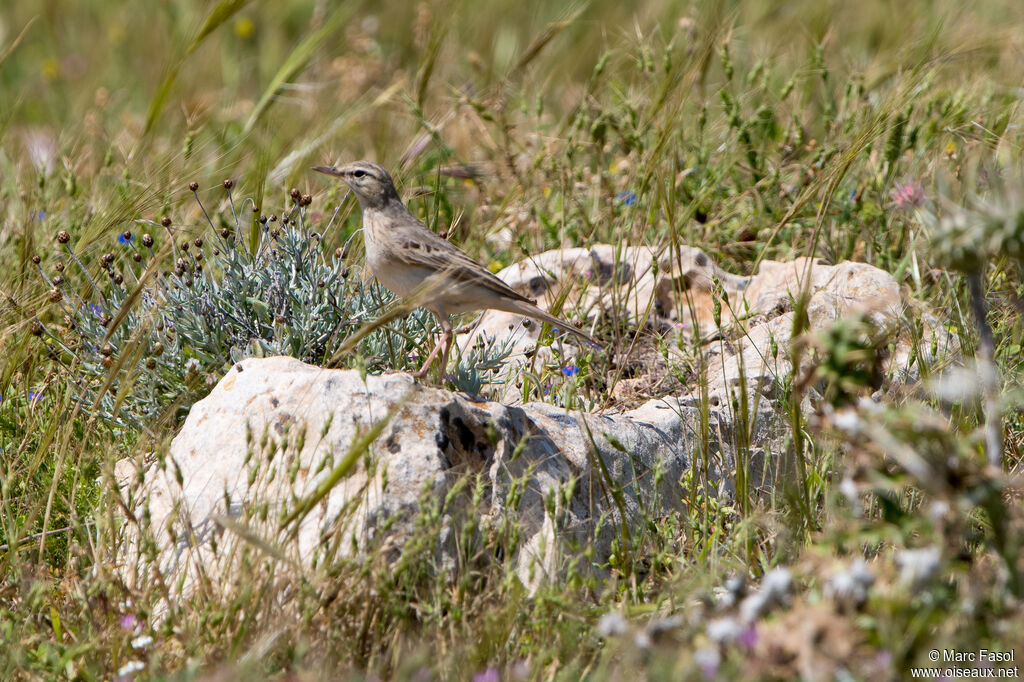 Pipit rousseline