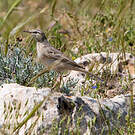 Pipit rousseline