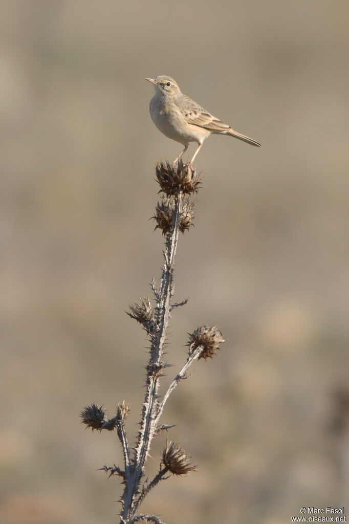 Pipit rousselineadulte internuptial, identification