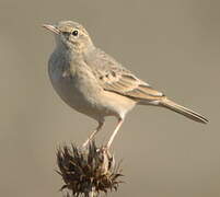 Tawny Pipit