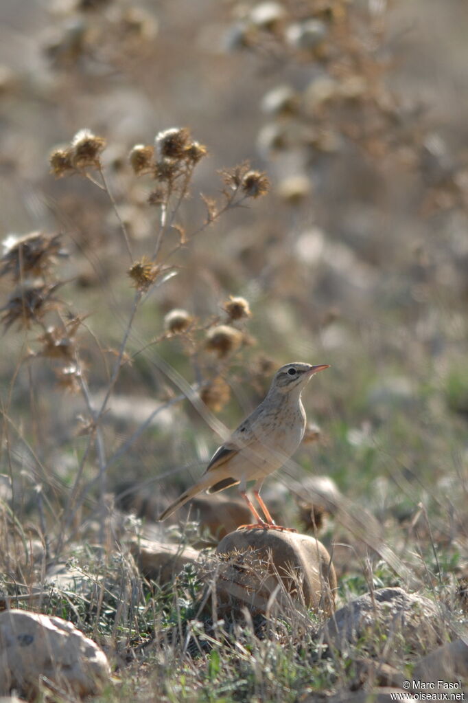 Pipit rousselineadulte internuptial, identification