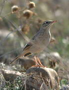 Pipit rousseline