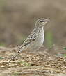 Pipit rousseline