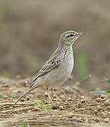 Pipit rousseline