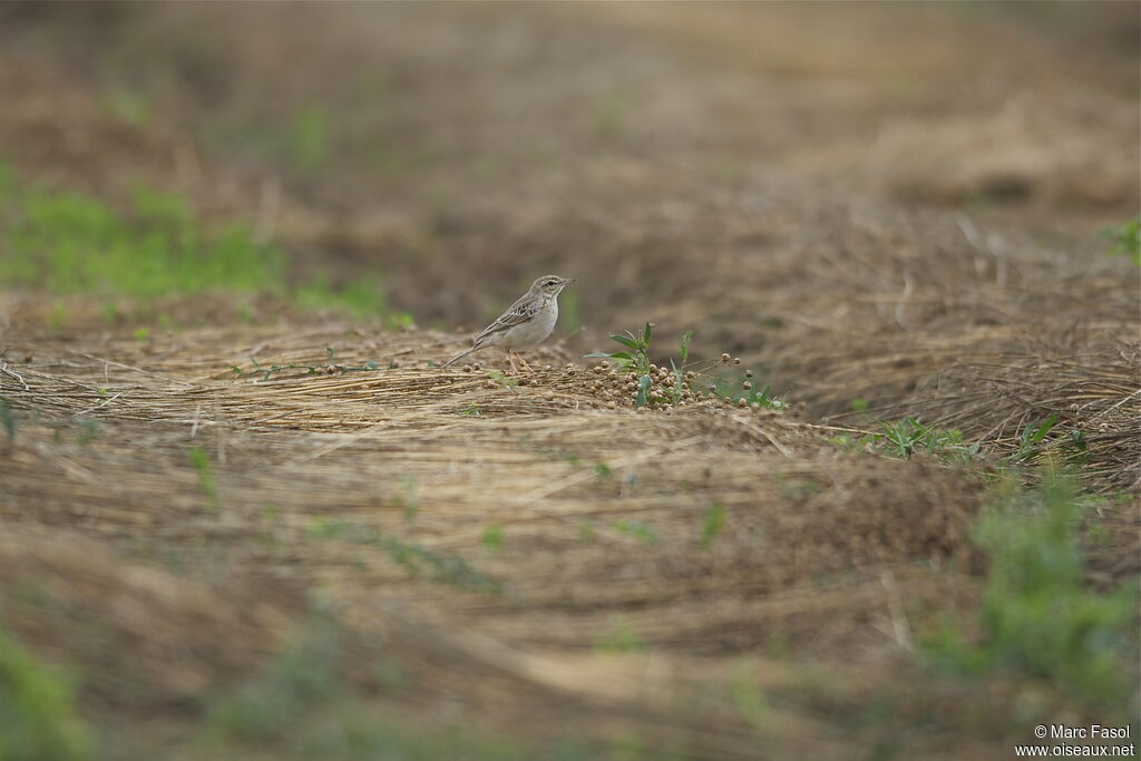 Pipit rousselineadulte, identification, Comportement