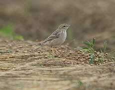 Pipit rousseline