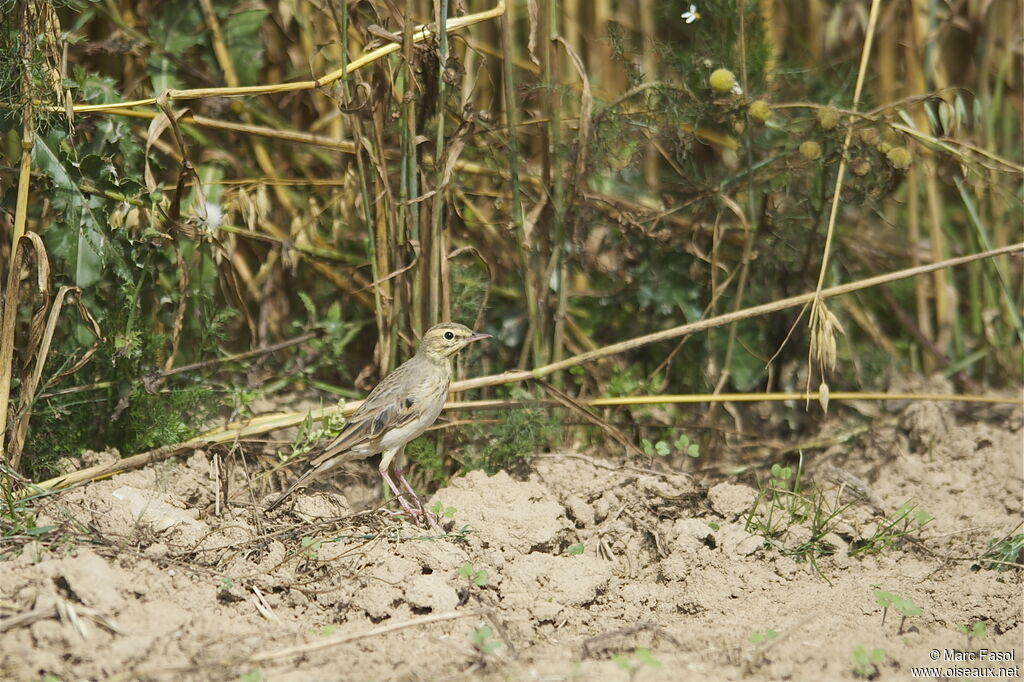 Pipit rousselineadulte, identification