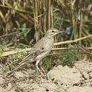 Pipit rousseline