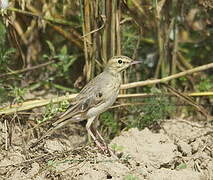 Tawny Pipit