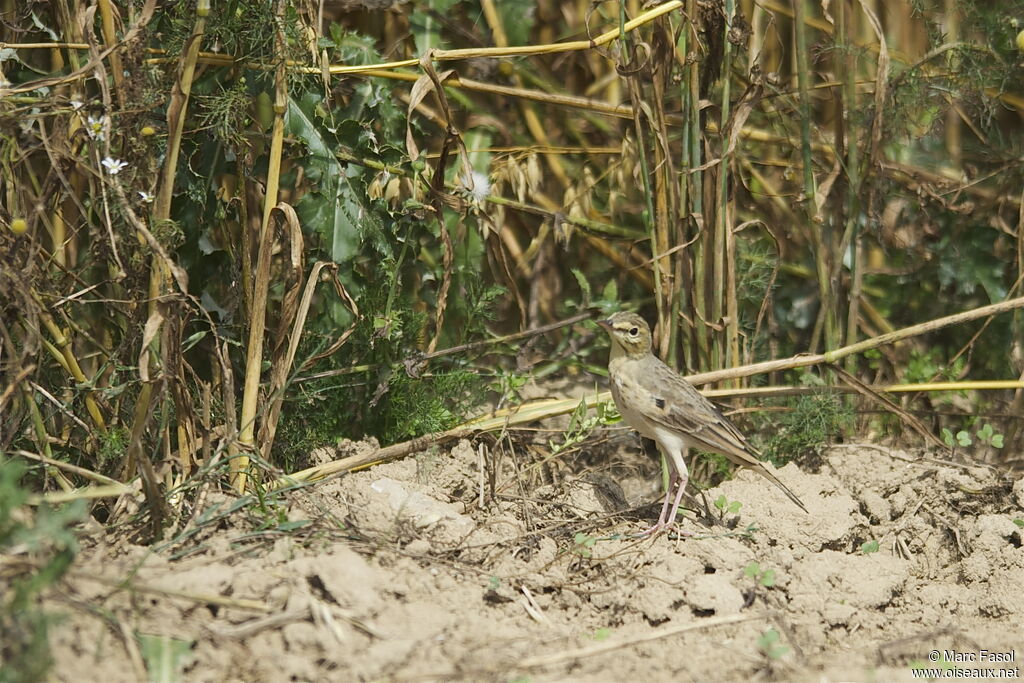 Tawny Pipitadult, identification