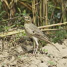 Pipit rousseline