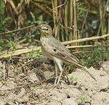 Pipit rousseline