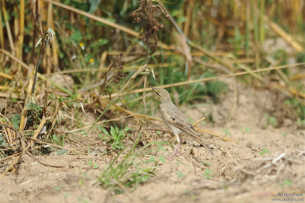 Pipit rousselineadulte internuptial, identification, Comportement