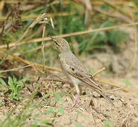 Pipit rousseline