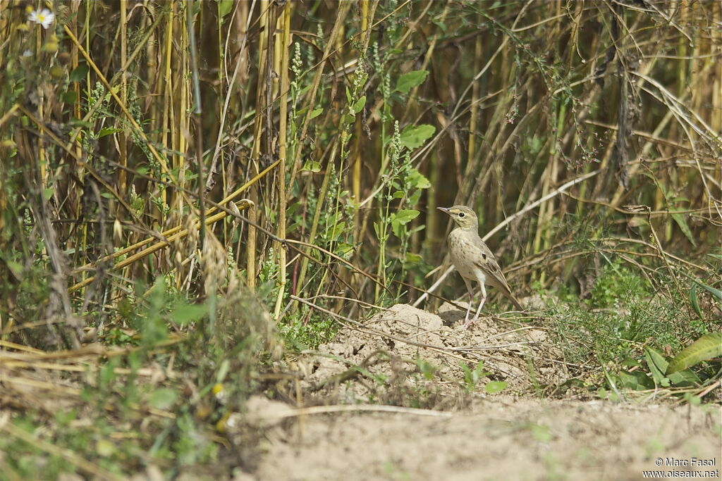 Pipit rousselineadulte internuptial, identification