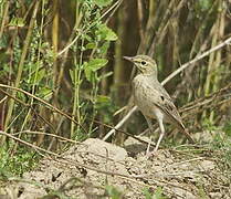 Tawny Pipit