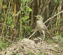 Pipit rousseline