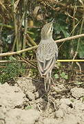 Tawny Pipit