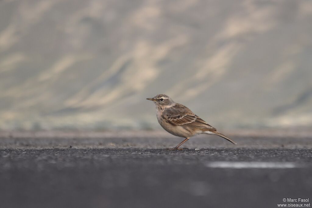 Water Pipit, identification