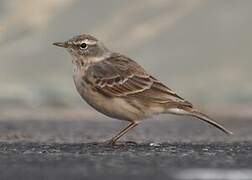 Water Pipit