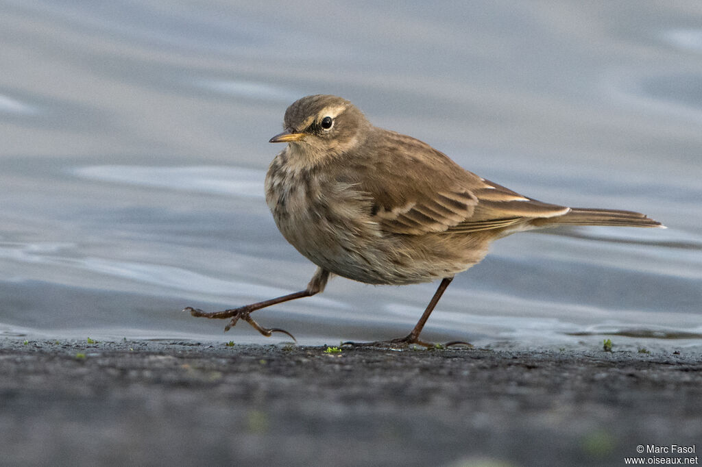 Water Pipitadult post breeding, identification, walking