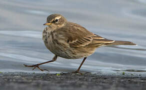 Pipit spioncelle