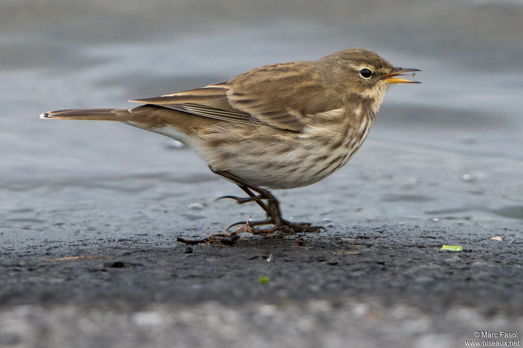 Pipit spioncelleadulte internuptial, identification, régime, mange