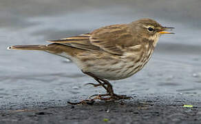 Water Pipit