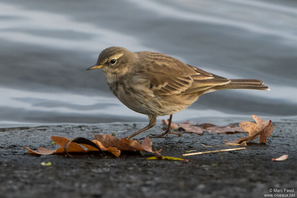 Water Pipitadult post breeding, walking