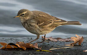 Water Pipit